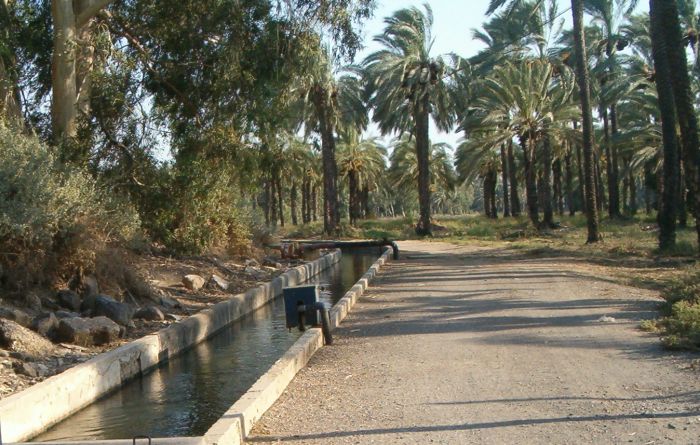 Palm trees in Rachel's Park